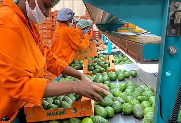avocado packhouse